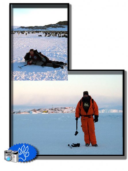 Hyena en Antarctique !
